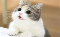 猫咪望着你叫是什么意思-图1