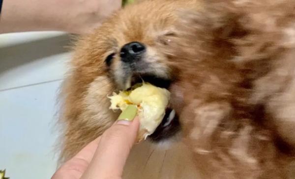 狗狗能吃榴莲肉吗
