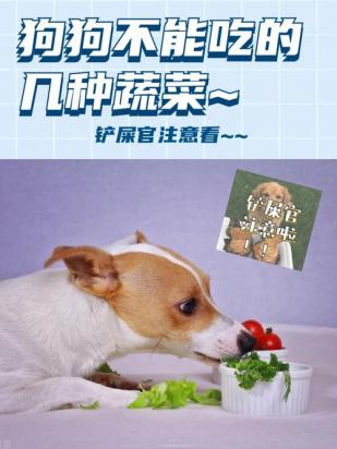 狗狗能吃韭菜吗