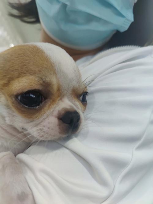 狗狗脑积水是什么原因引起的