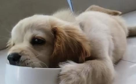 狗狗假孕会不会不奶