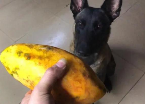狗狗能吃木瓜吗-图1