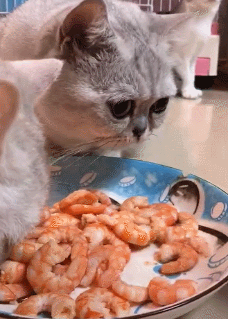 猫能不能吃虾-图1