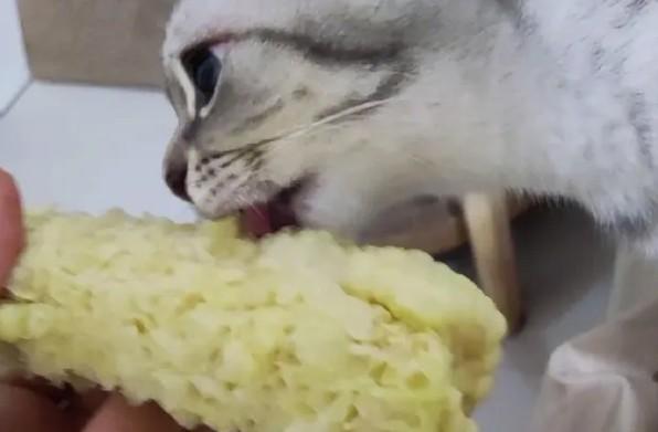 猫能不能吃玉米-图1