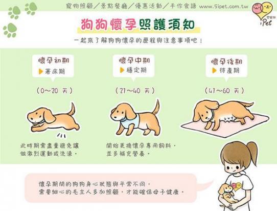 狗狗怀孕了怎么知道到快要生了