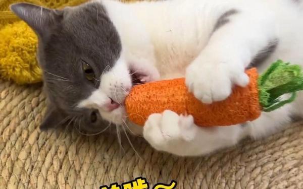 猫能吃胡萝卜吗-图1