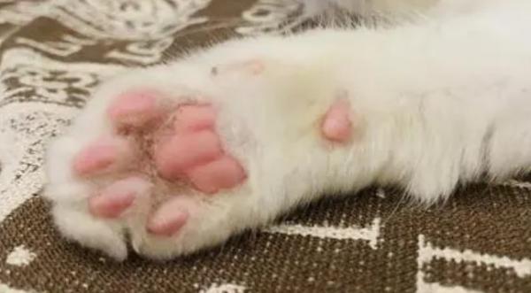 猫咪一定要剪脚毛吗-图1