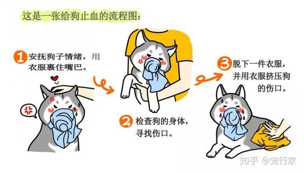 狗狗流鼻血怎么止血-图1