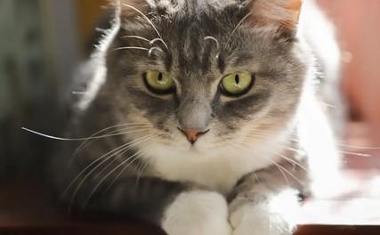 猫尿在花盆里怎么补救-图1