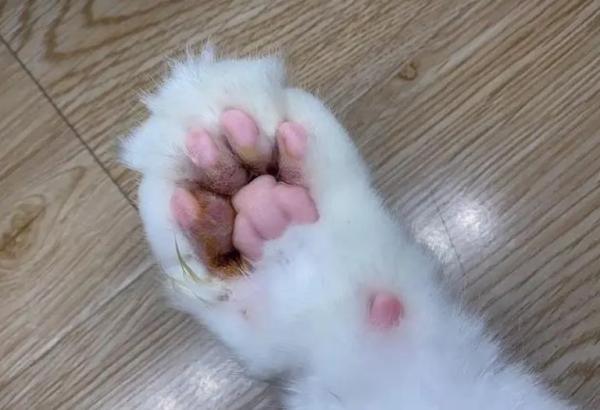 猫咪爪子无缘无故肿了
