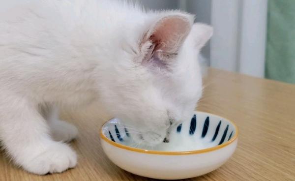 猫能不能喝酸奶-图1