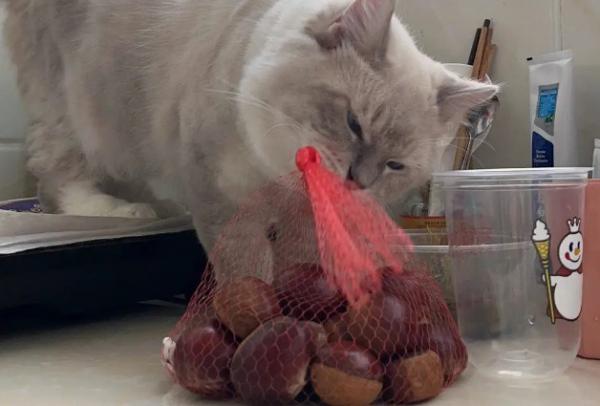 猫能吃板栗吗-图1