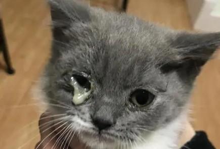 猫咪一只眼睛有黄脓状眼屎