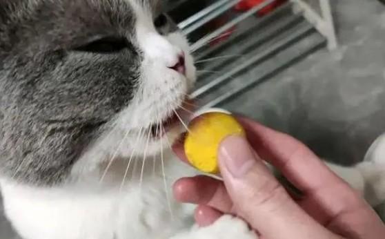 猫能吃蛋黄吗-图1