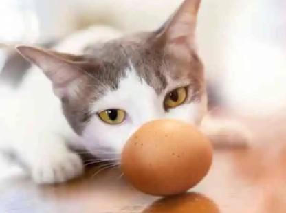 猫能吃生鸡蛋吗-图1