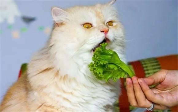 猫能吃什么蔬菜-图1