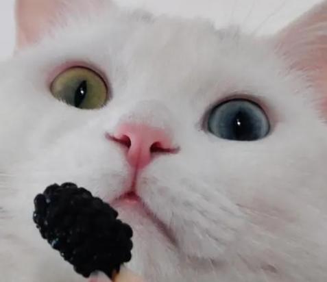 猫能吃桑葚吗-图1