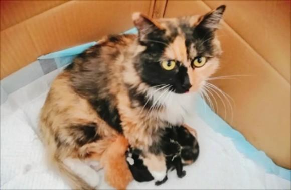 猫生6个小猫最好风水