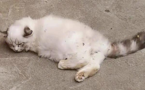 猫咪坠楼后一直不吃东西咋办-图1