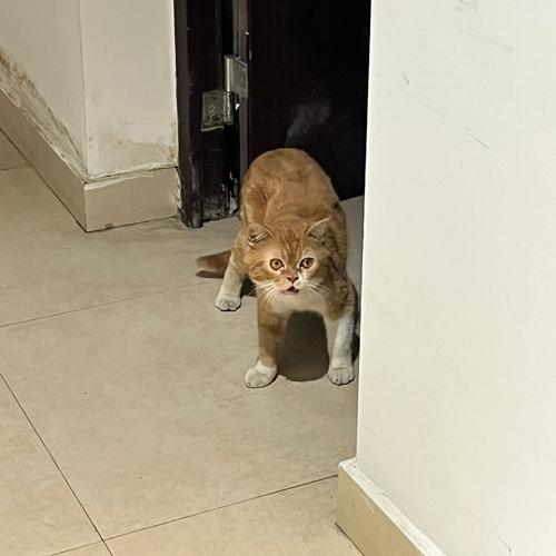 猫咪走丢一般会上楼还是下楼-图1