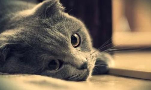 猫咪嘴巴里面一股死鱼臭味-图1