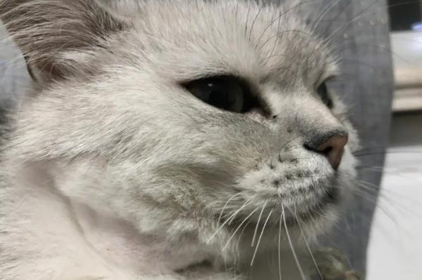 猫咪脂肪瘤怎么消除-图1