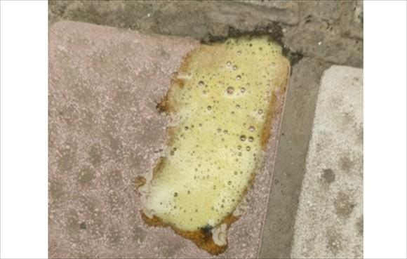 狗狗吐黄水但是精神好-图1