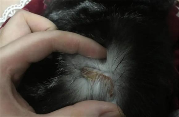 猫咪嘴边有黑色像煤渣-图1