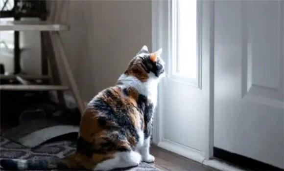 猫咪自己开门出去了预示着什么