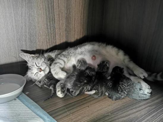 猫咪自己可以完成生产吗-图1