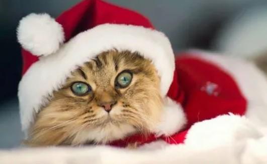 猫咪自己挠没了一块毛-图1