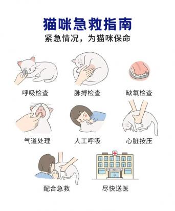 为什么猫咪会有肠梗阻呢怎么办-图1