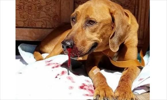 狗狗吐血死亡有几种原因-图1