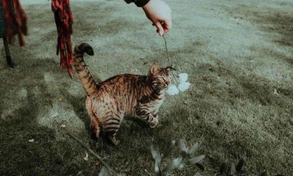 猫咪走之前和主人告别-图1