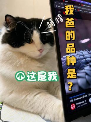 猫咪知道自己是爸爸吗-图1