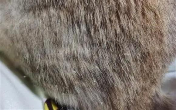 猫身上起白皮屑-图1