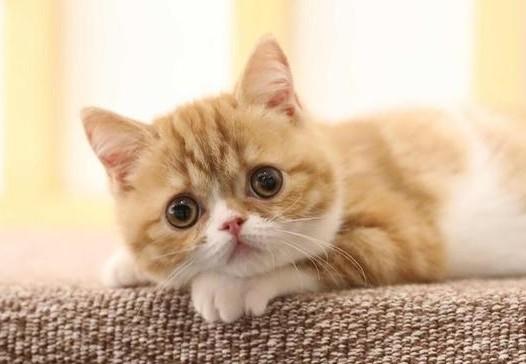 猫咪最爱吃的10种食物-图1