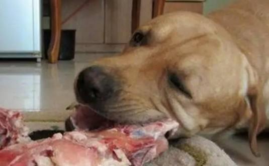 狗狗吃羊肉好不好-1