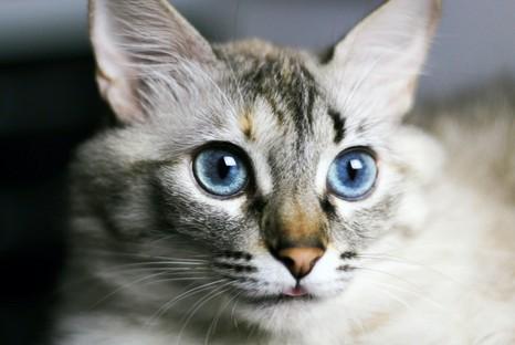 猫咪为什么会得猫癣-图1