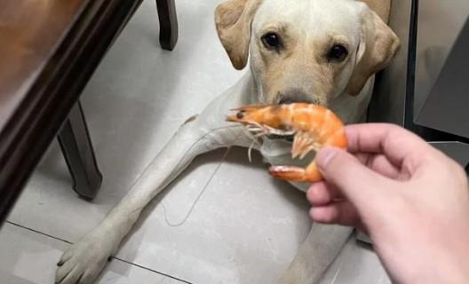 狗狗能吃虾吗