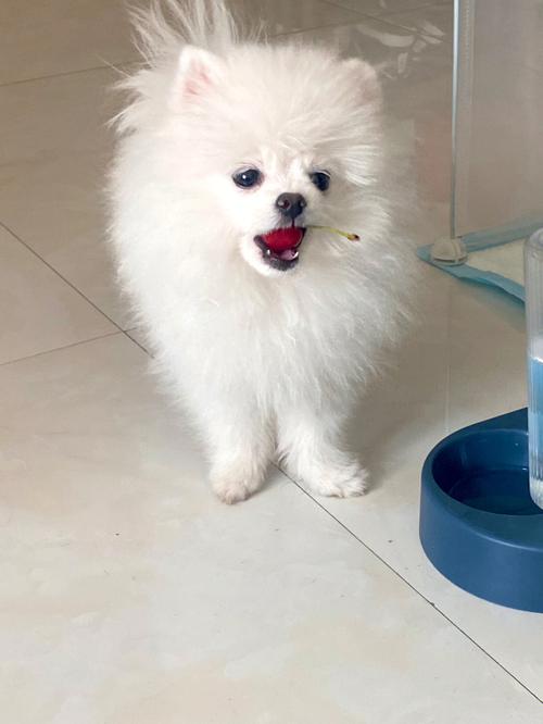 狗狗能吃车厘子不
