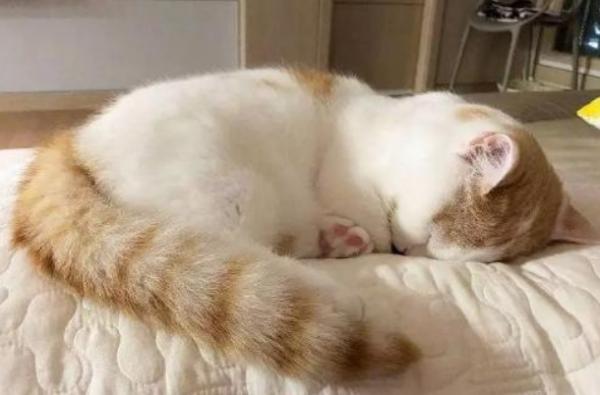 猫咪吐黄水有泡沫没有精神吃什么药