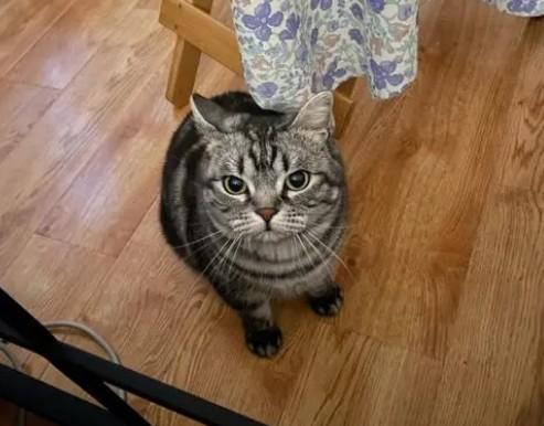 猫咪在家莫名其妙的就消失了-图1