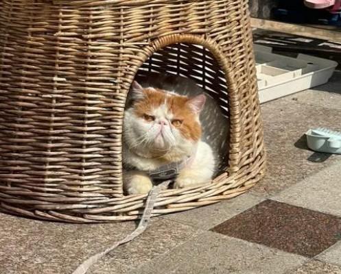 猫咪在人身刨坑什么意思-图1