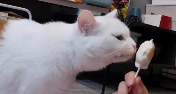 猫能吃冰淇淋吗-图1