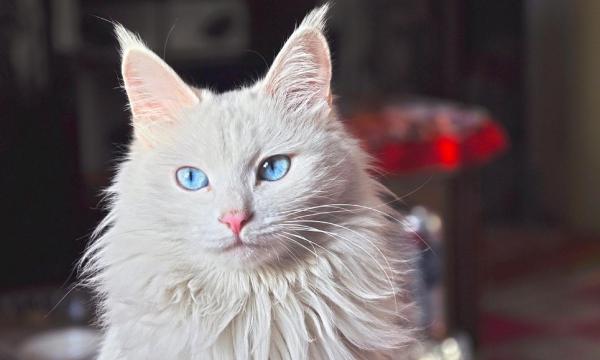 猫起什么名字好-图1