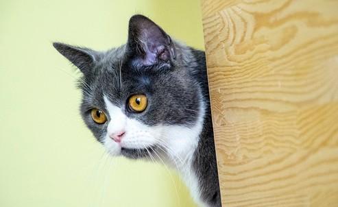 猫咪血栓双后肢瘫痪好了