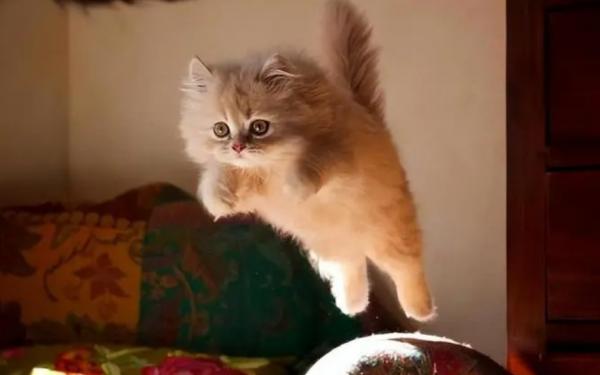 猫咪早上跑酷咬人