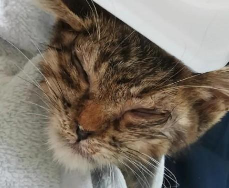 猫咪有虫卵虫排泄物图片-图1