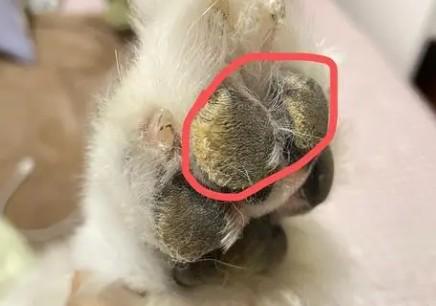 狗狗脚肉垫裂开很深的缝